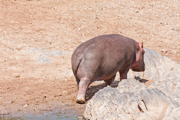 Hippopotamus (Hippopotamus amphibius) goes away from water on river bank. Serengeti National Park, Great Rift Valley, Tanzania, Africa. 

