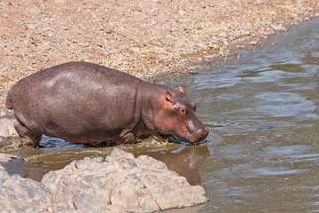 Hippopotamus (Hippopotamus amphibius) stands in profile on river bank. Serengeti National Park, Great Rift Valley, Tanzania, Africa. 
