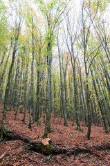 Tree in the forest