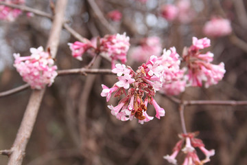 Viburno dai fiori rosa in inverno