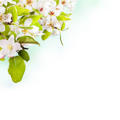 Cherry blossoms over blurred nature background