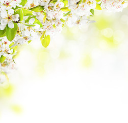 Fototapeta premium Cherry blossoms over blurred nature background