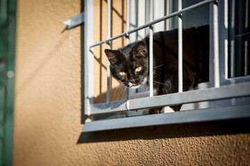 Cat looking out the window