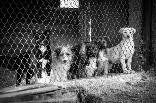 Group of homeless dogs in a dog shelter behind the fence 