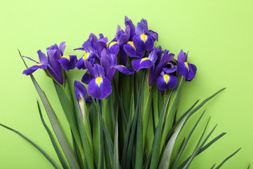 iris flowers on green background