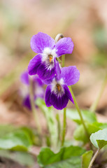 a small bush of spring flowers of forest violets