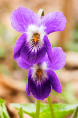 Macro photo of spring flowers of forest violets