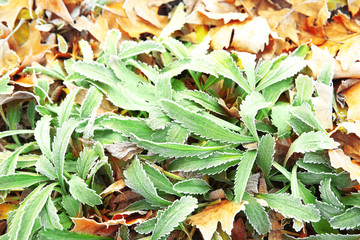 Frozen grass, close up. Natural background