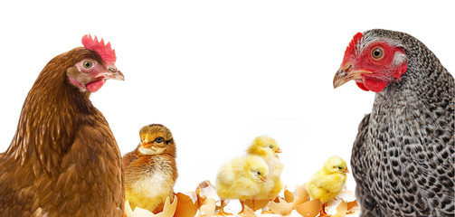 portrait of a hen isolated