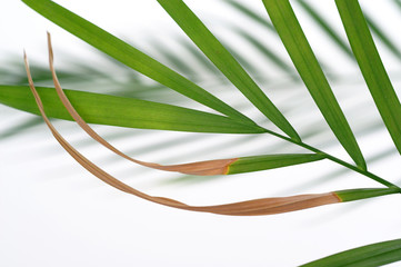 Palm leaf-curing © 7monarda