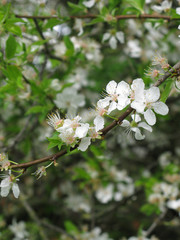 Spring, Blossom tree over nature background