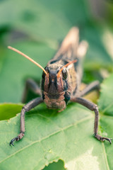 Macro photo of locust face