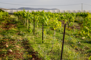 Fototapeta premium Rows of vines in the vineyard