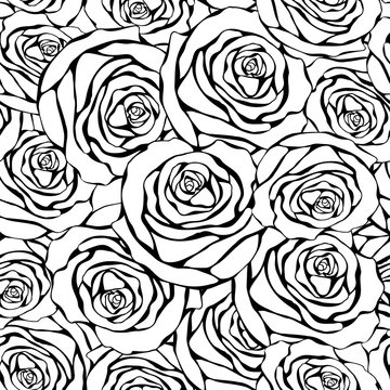 black roses on a white background