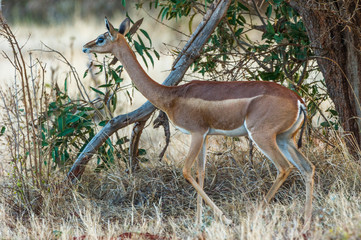 Weibliche Giraffengazelle im Schatten eines Busches