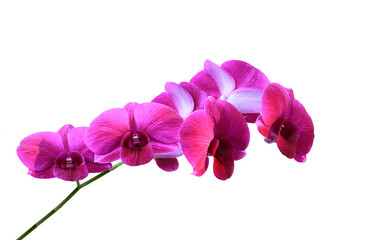 Fototapeta na wymiar Orchids on white background 