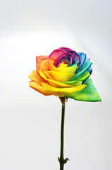 Fototapeta na wymiar Close up of rainbow rose flower