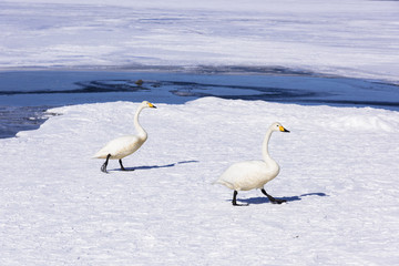 厳冬期の屈斜路湖