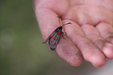 Insect on the hand