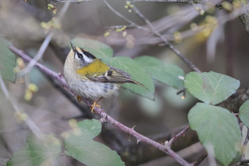 Roitelet triple-bandeau - Regulus ignicapilla - Common Firecrest