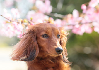 ダックスフンドとさくら