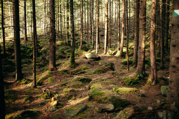 Magic Carpathian forest at dawn filled with the gentle rays of the sun.