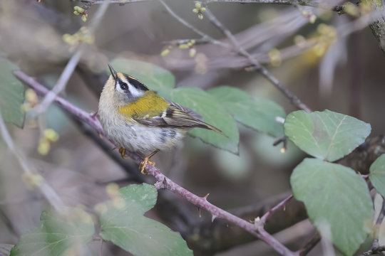 Roitelet triple-bandeau - Regulus ignicapilla - Common Firecrest