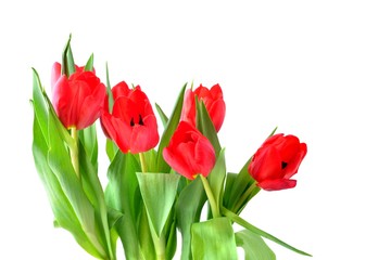 Fototapeta premium Tulip. Red tulips, bouquet of tulips, tulips macro, tulips in bouquet, beautiful tulips, colorful tulips, green tulips petals, tulips on white, isolated tulips on white background. 