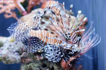 Very beautiful red lionfish against the coral 