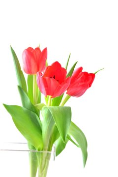 Tulip. Red tulips, bouquet of tulips, tulips macro, tulips in bouquet, beautiful tulips, colorful tulips, green tulips petals, tulips on white, isolated tulips on white background. 