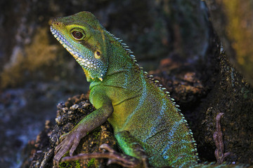 Green Iguana