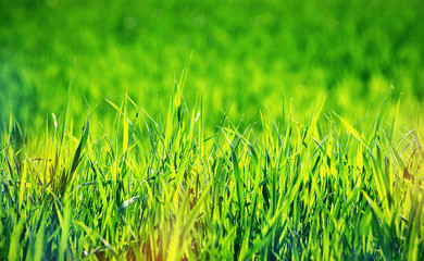 green grass