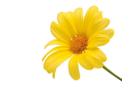 Yellow Daisy Isolated