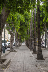 perspective view of tree-lined pedestrian street