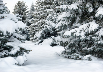 Bright winter landscape. Snowy fir trees.
