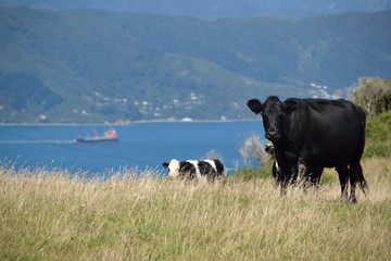 Kuh in Neuseeland