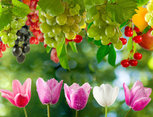 flowers and grapes in garden close-up