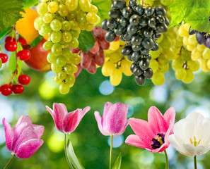 flowers and grapes in garden close-up