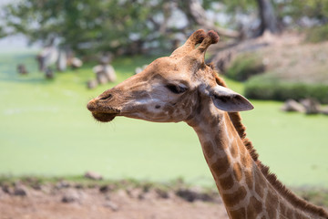 Head Giraffe in nature, close up