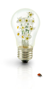Isolated image of flowers in the light bulb and a ladybird on a white background close-up