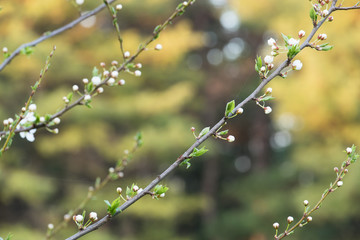 Spring, Blossom tree over nature background