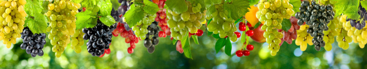 ripe grapes on a green background in the garden