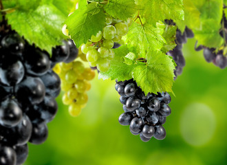 ripe grapes on a green background in the garden