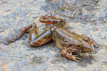 Closeup of Asian River Frog