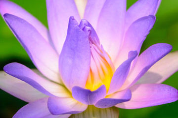 beautiful lotus, water lily
