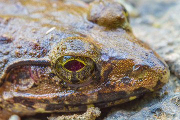 Closeup of Asian River Frog