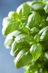 fresh basil leaves herb background