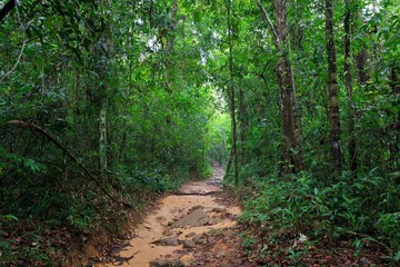Path in deep jungle