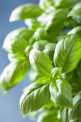 fresh basil leaves herb background