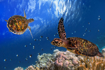Naklejka premium Maldivian Sea Turtle Floating